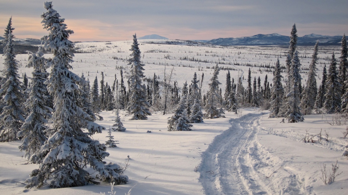 A narrow trail curves through a snow covered landscape of scattered trees and distant mountains.