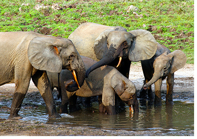 A group of forest elephants. Photo by Richard Ruggiero, U.S. Fish and Wildlife Service.