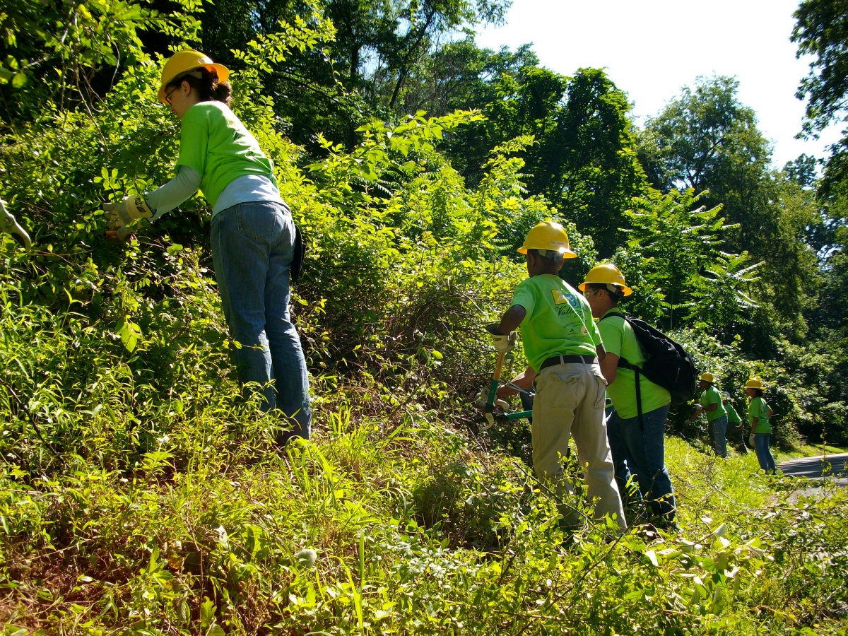 Volunteers in hard hats clip out invasive weeds from green trees. 