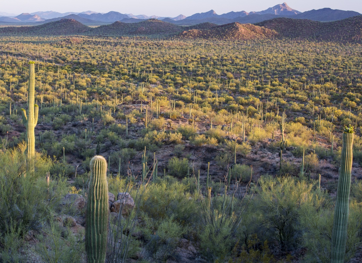 large mountains rest behind vast open space filled with cacti and green vegetation