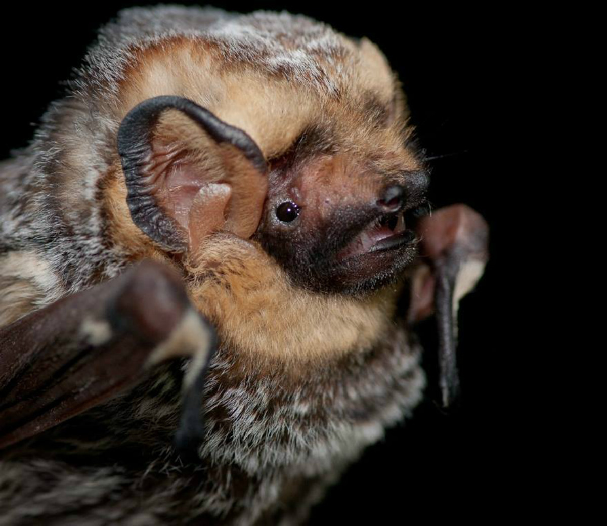 9 of the coolest bat species in the United States . Department of the  Interior