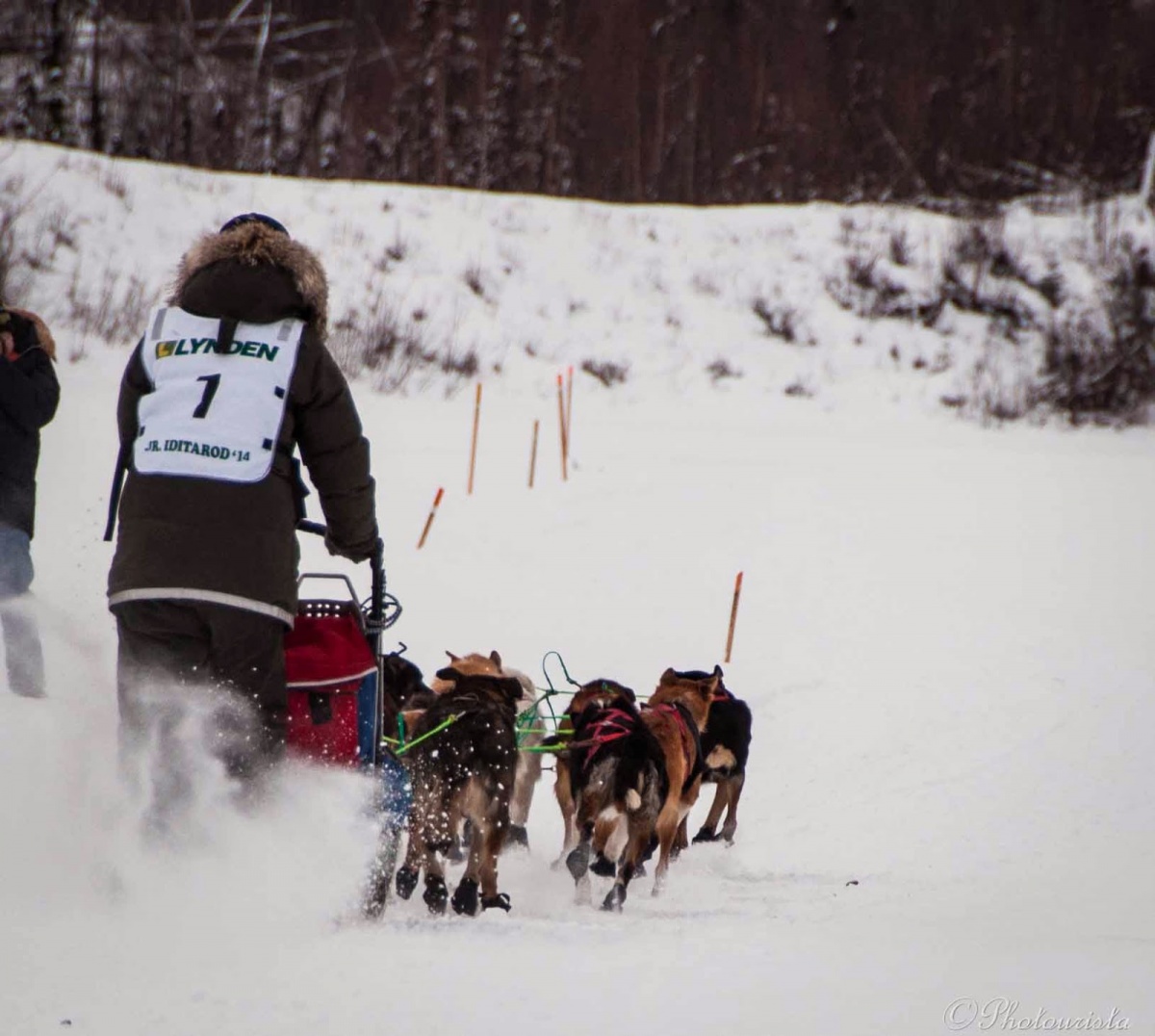 Young woman mushing with dogs at the junior Idiatrod sled dog race