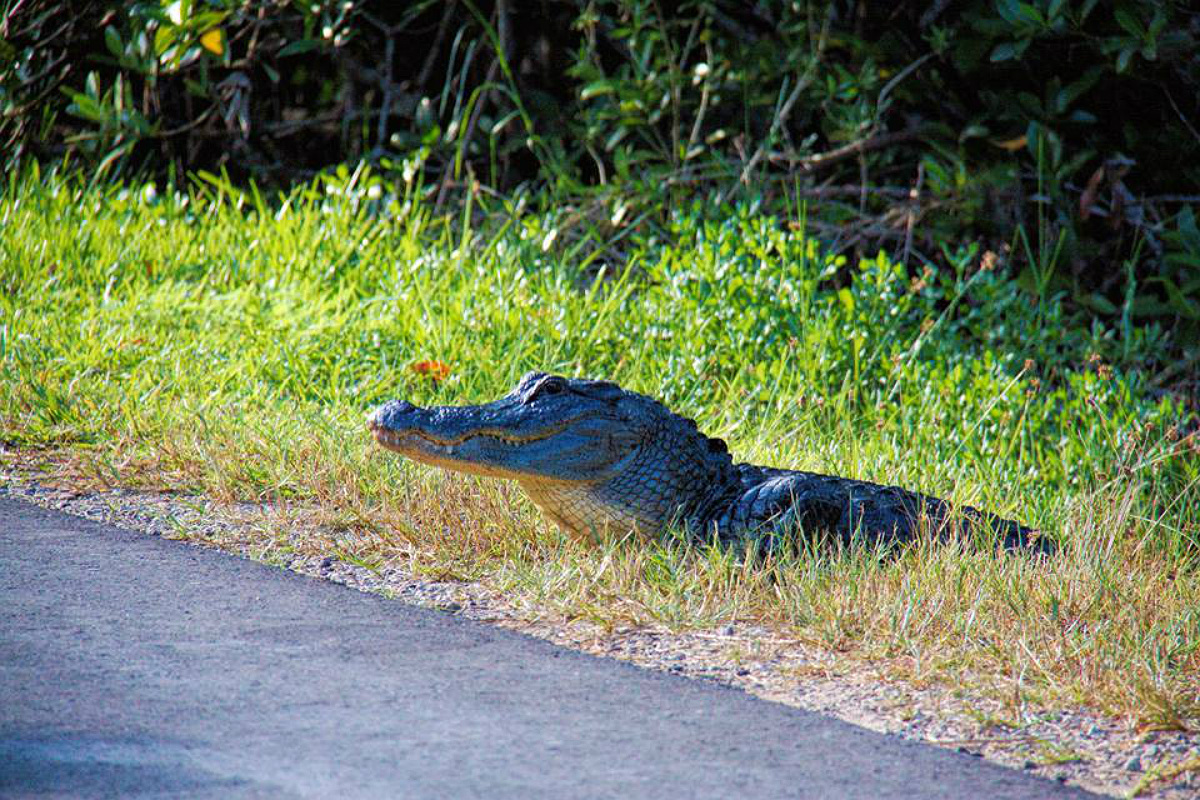 A large alligator lays in the grass next to a bike path.