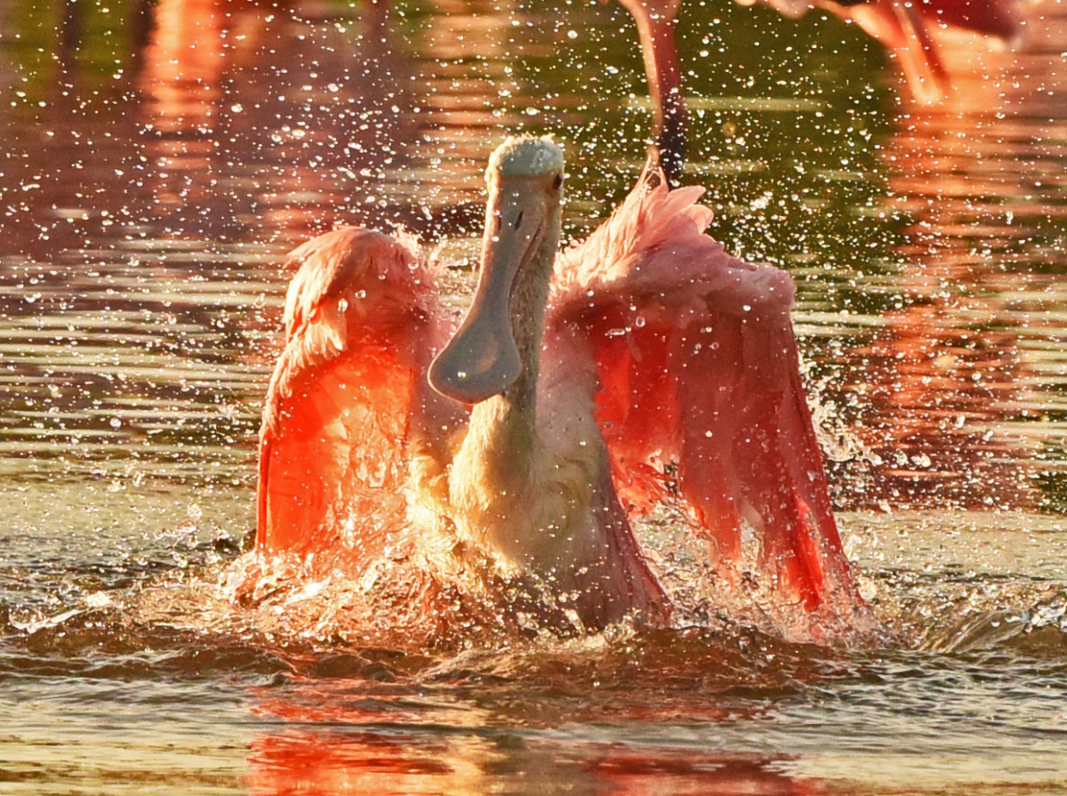 Pink Pelican splashes into water
