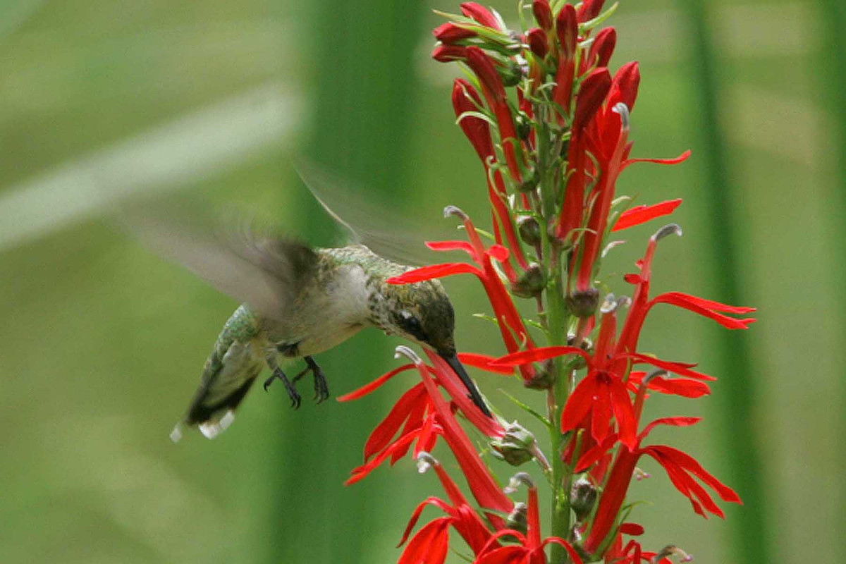 A small green and white hummingbird flies next to a tall red flower.