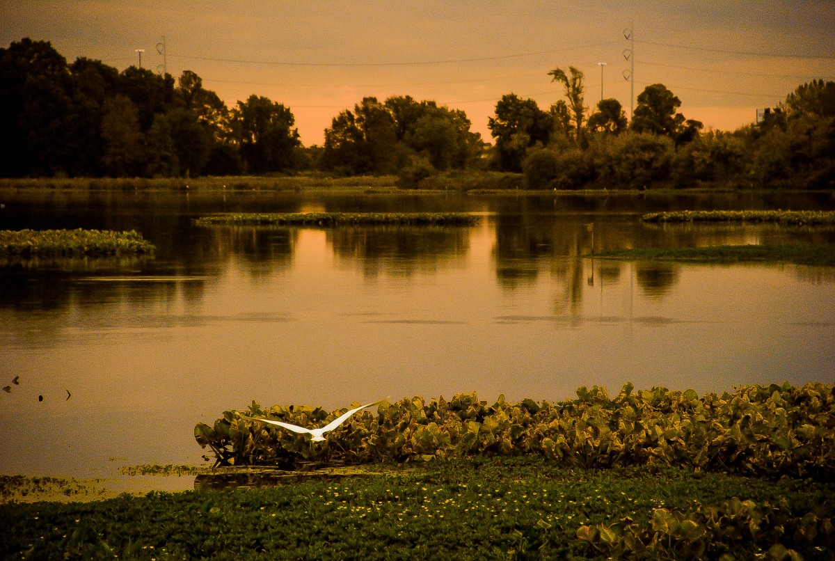 White egret flies low over lake.
