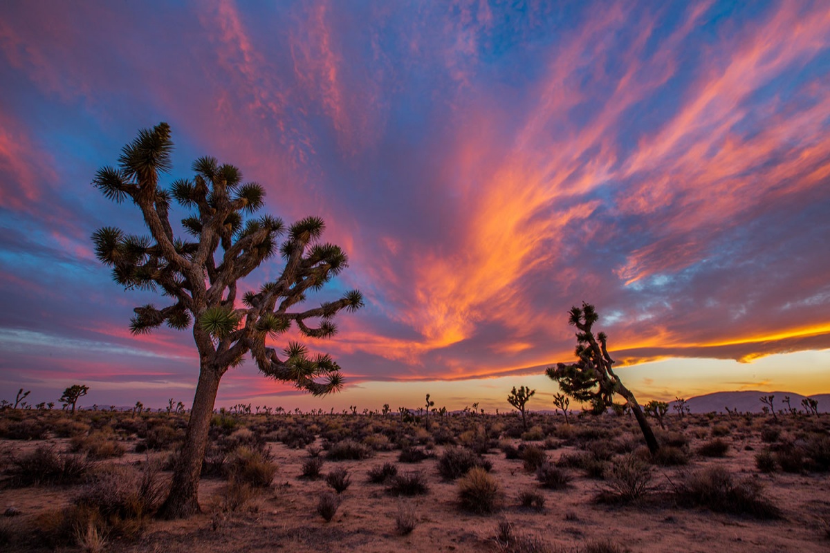 spiky trees with a fiery sunset