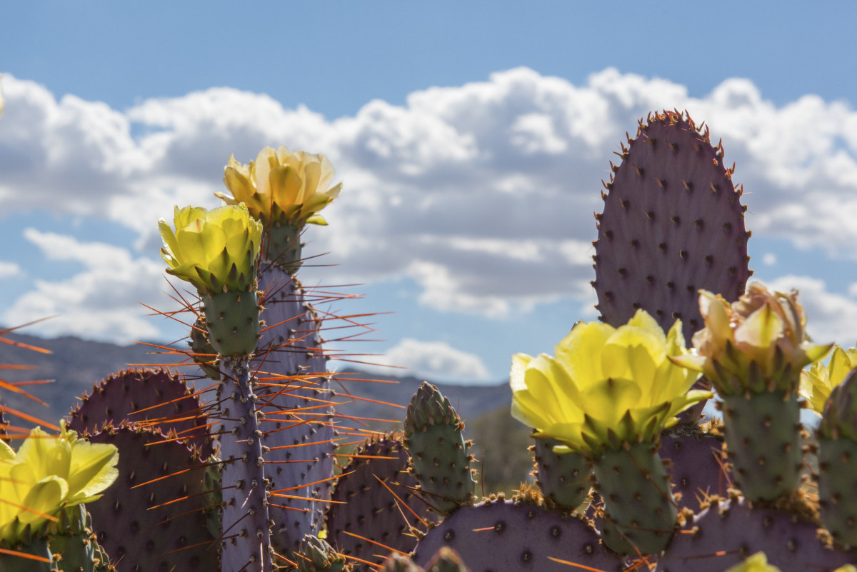 Bright yellow flowers grow from the top of a large spiky cactus.