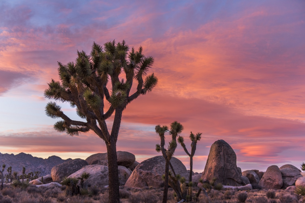 A Joshua tree perched in front of many rocks and a pink sky