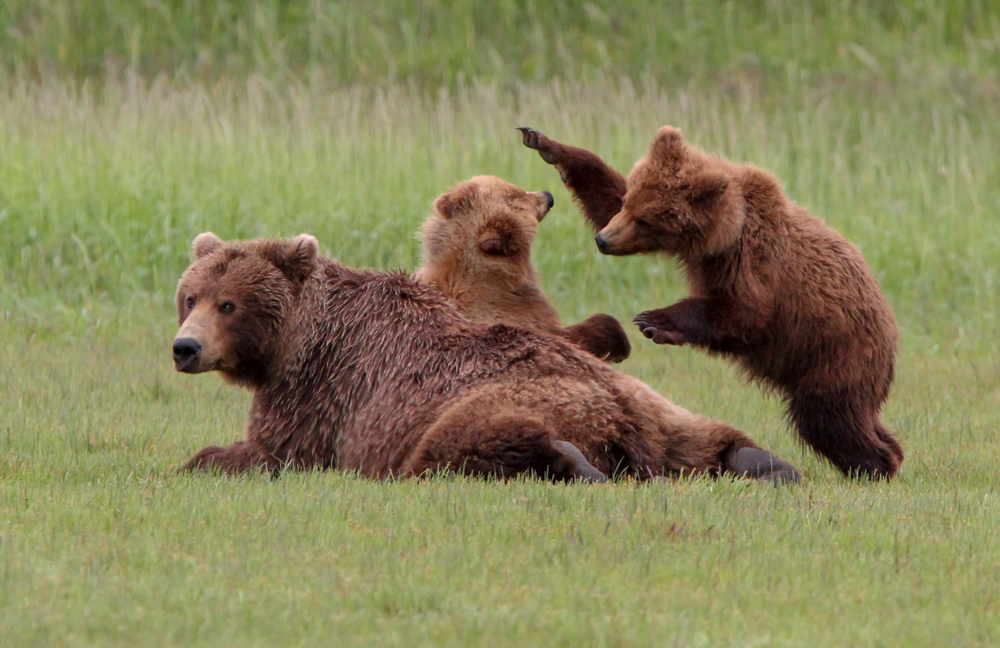 Bear and cubs playing in the grass. 
