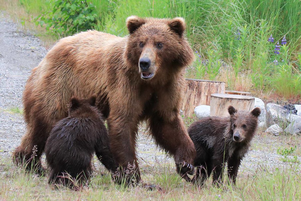 Mother bear and her two cubs 