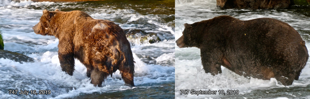 Big brown bear side by side comparison of skinny and fat bear
