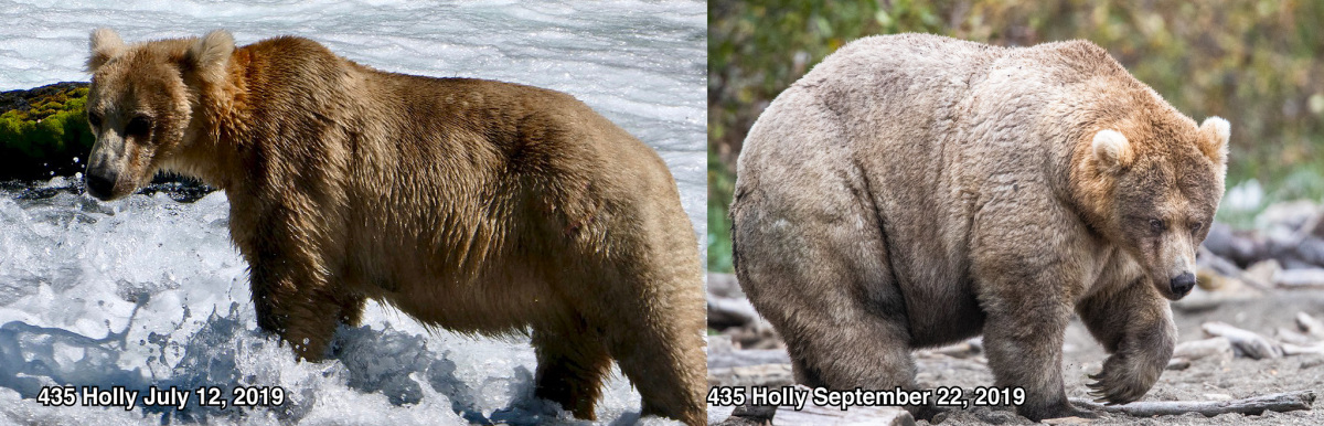 Side by side comparison of bear when skinny then fat