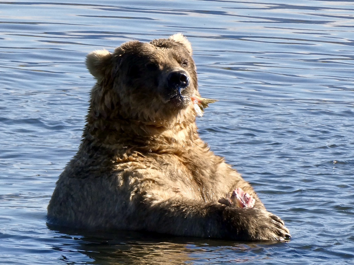 Fat bear in the water with salmon in its mouth.