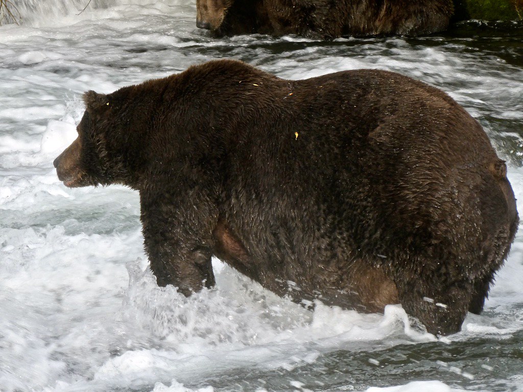 Fat brown bear