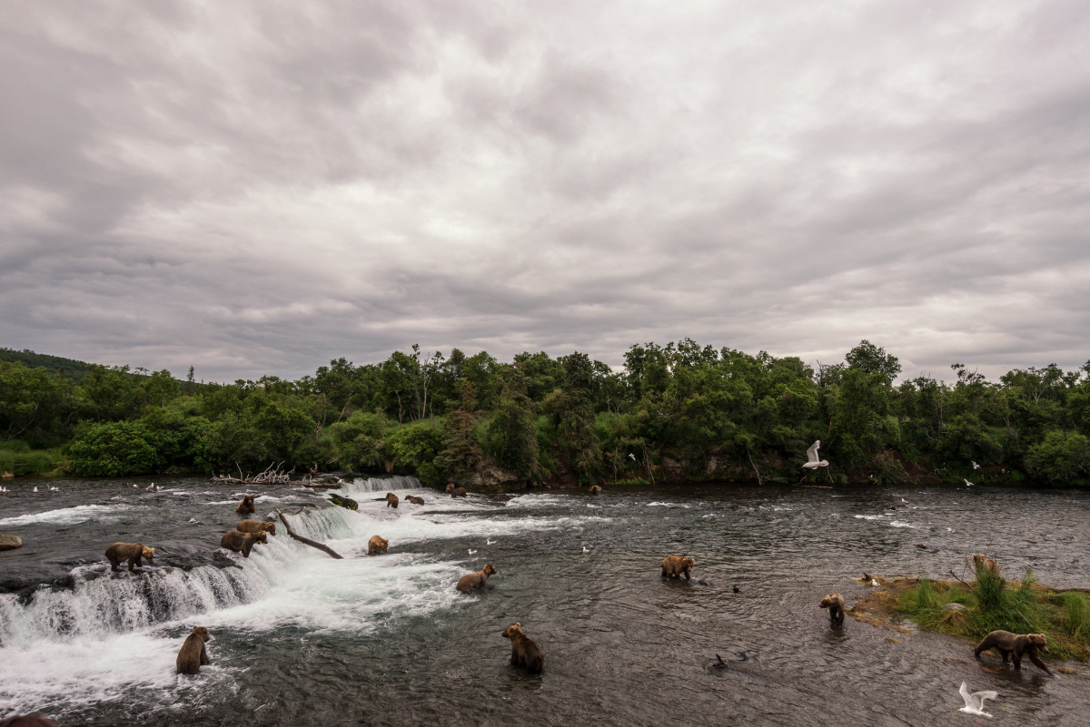 Bears in the water