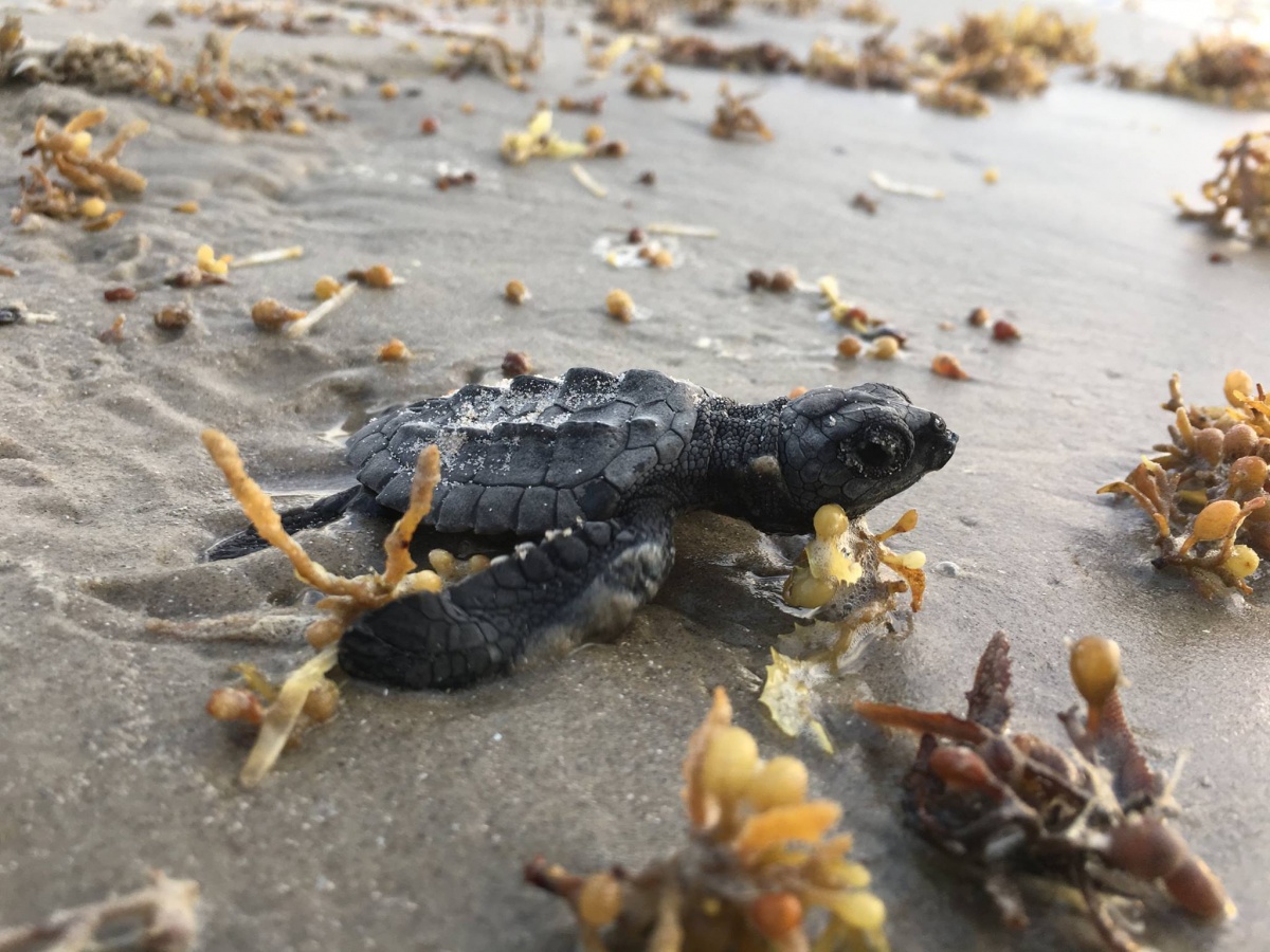 This small dark black turtle moves through the sand surrounded by small ocean plants.