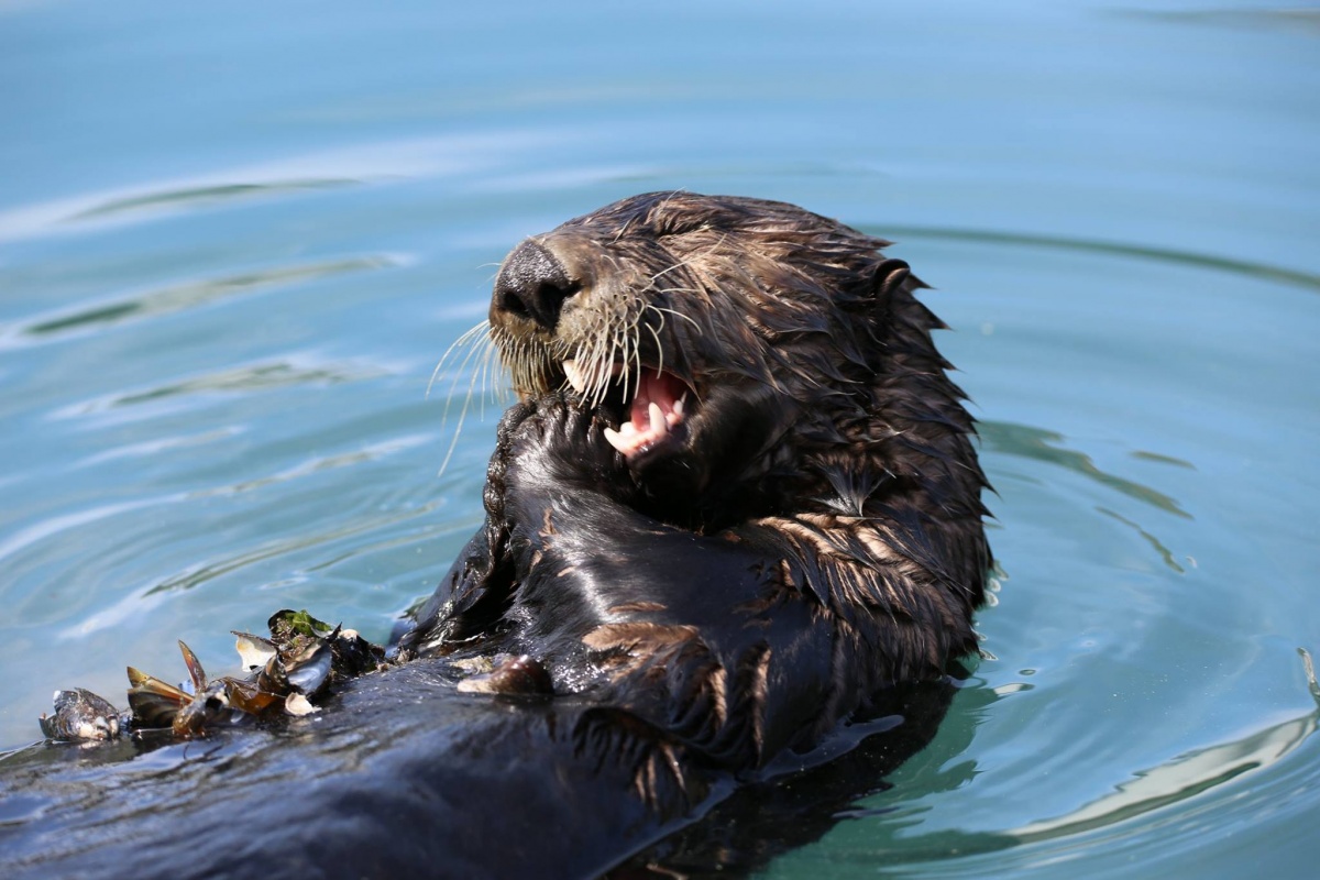 An otter breaks into mussels that are resting on its belly