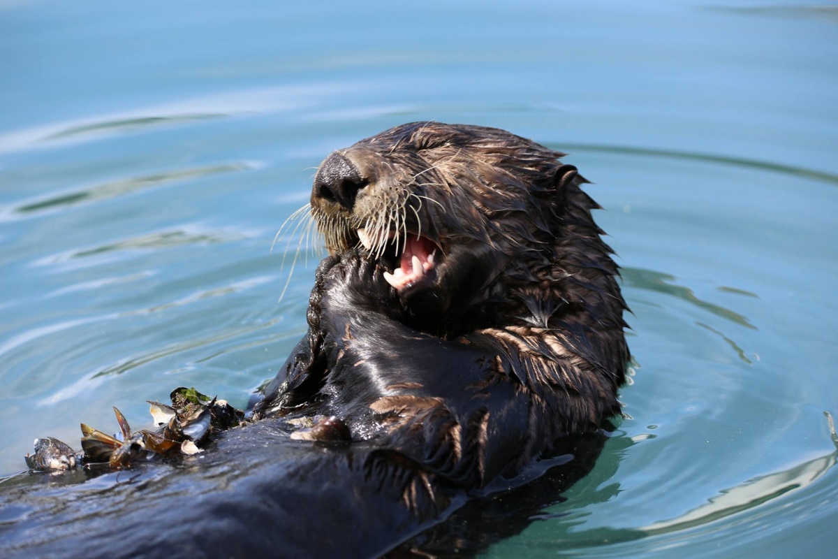 12 Facts About Otters for Sea Otter Awareness Week