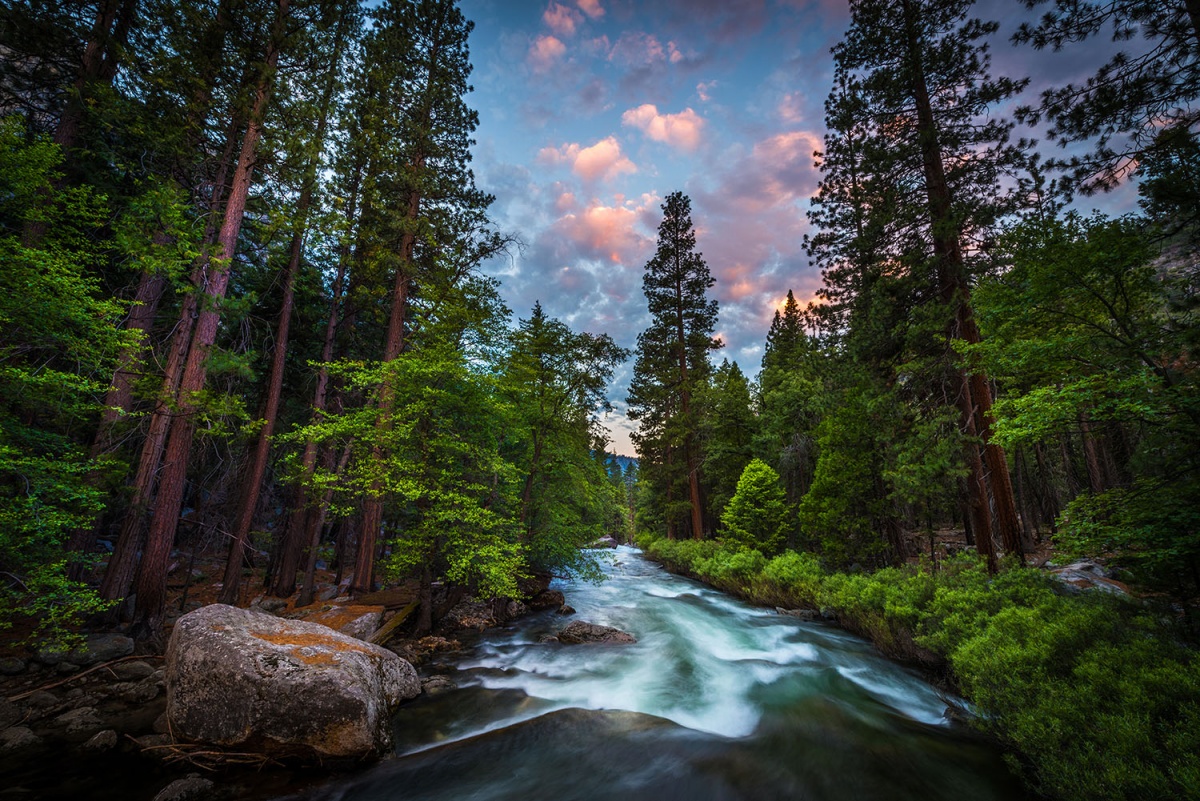 A view of a flowing river with tall trees along the banks