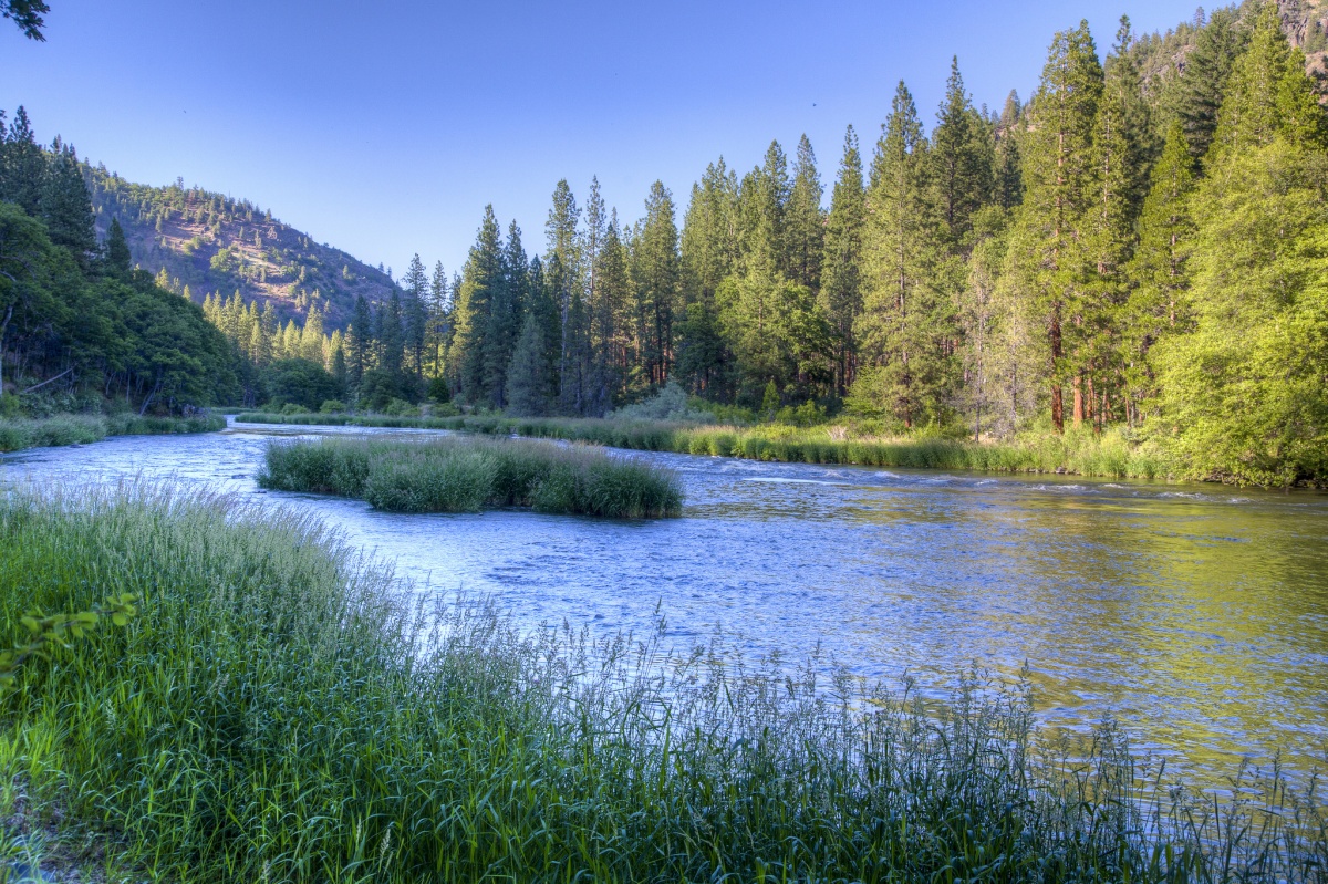 A calm river flows through a forest with a small mountain in the background.