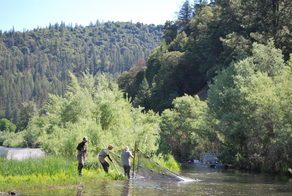 Workers stretching a net across a river trying to catch fish.