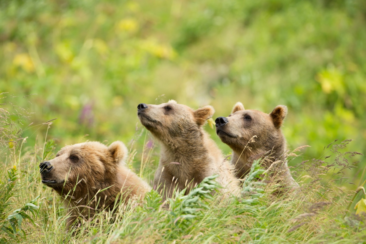 Three brown bear cubs sit in a line in tall grass and sniff the air.