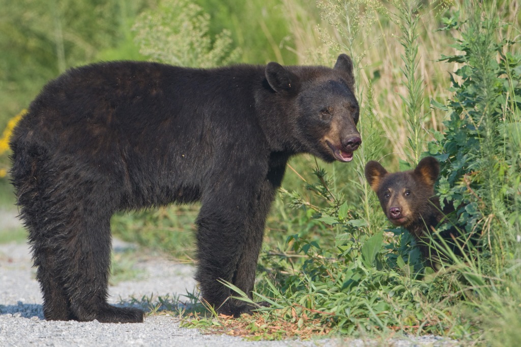 A large black bear stands in a path with a bear cub peeking out of tall grass nearby.