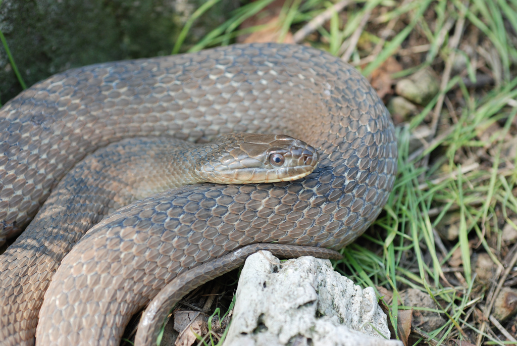 A close-up of a coiled snake.