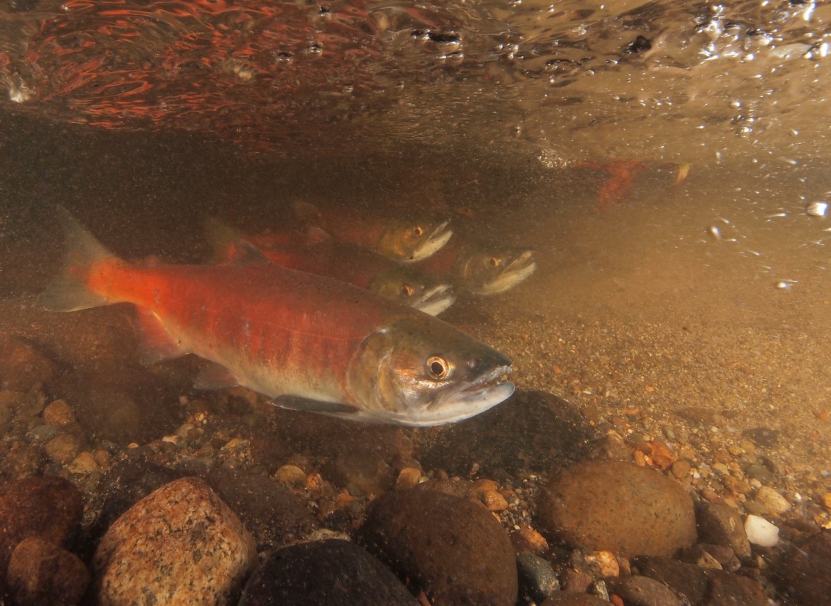Kokanee salmon swim above rocks in lake.