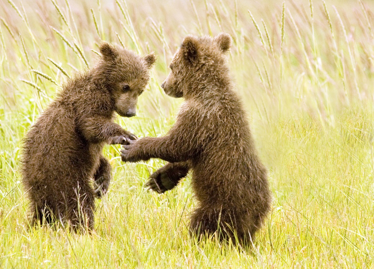 bear clubs hold paws as they walk through tall grass