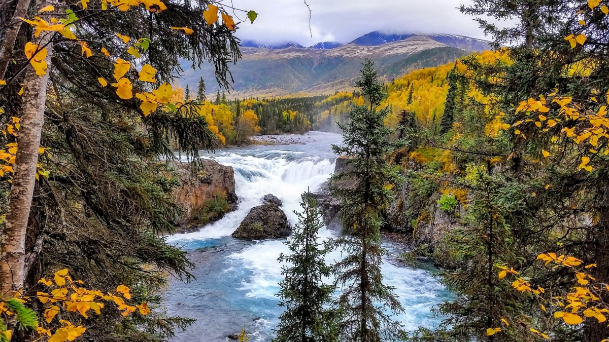 A waterfall pours over a large boulder in the middle of a blue river that is bordered by tall green and yellow trees.