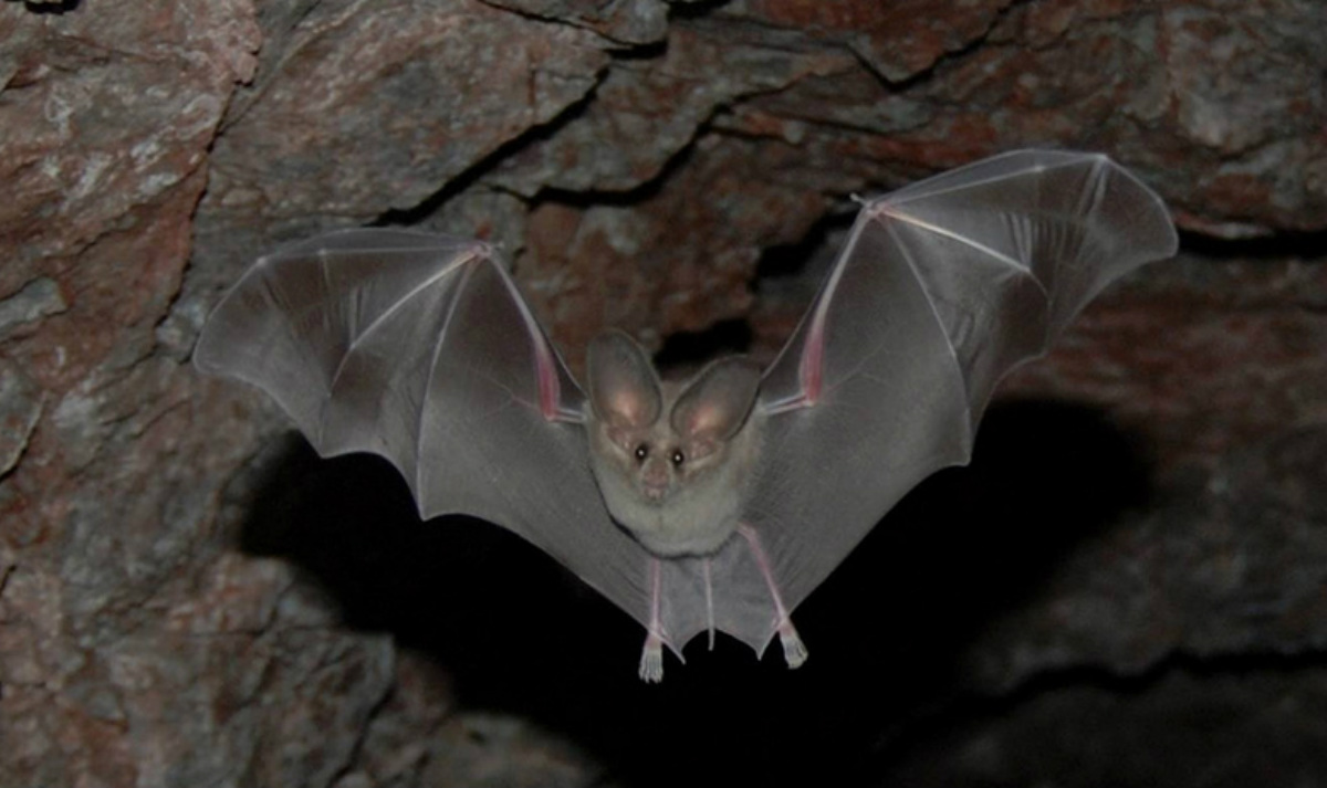 9 Of The Coolest Bat Species In The United States Us Department Of