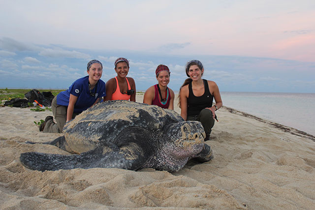 Four people pose with a massively large turtle in the sand.