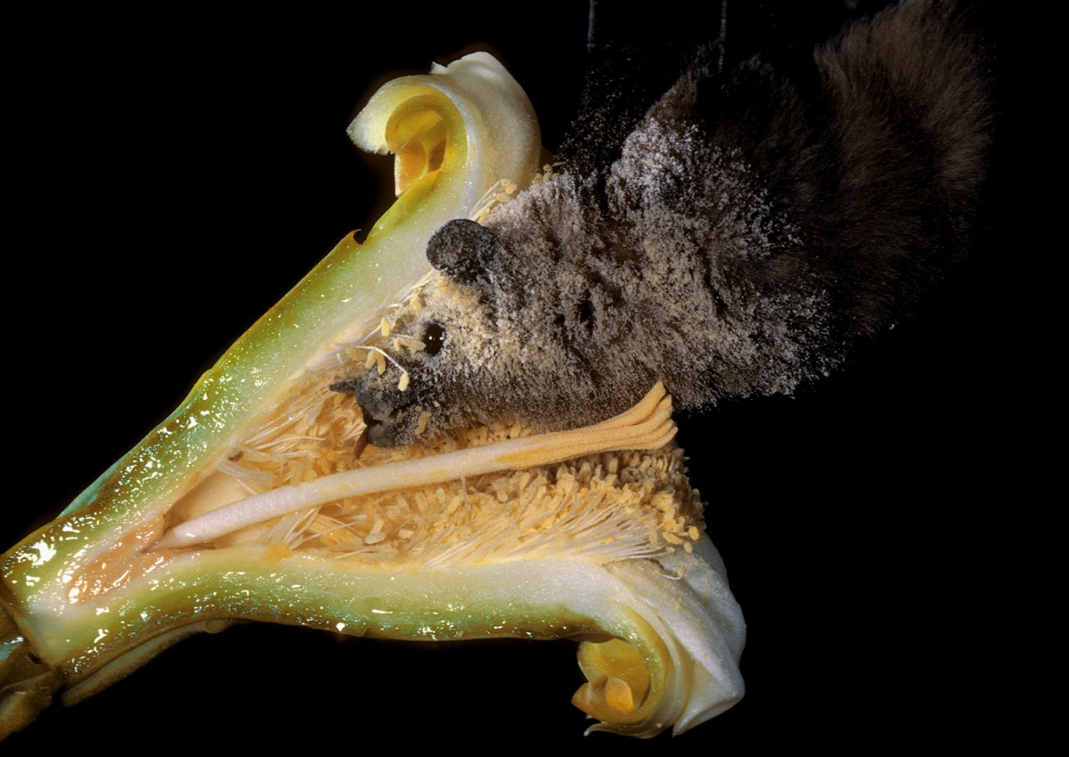 13 Awesome Facts About Bats U S Department Of The Interior