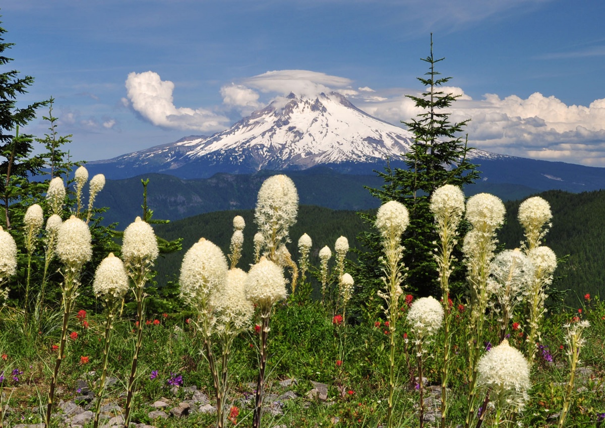 bear grass covers a field and a snowy mountain in the background