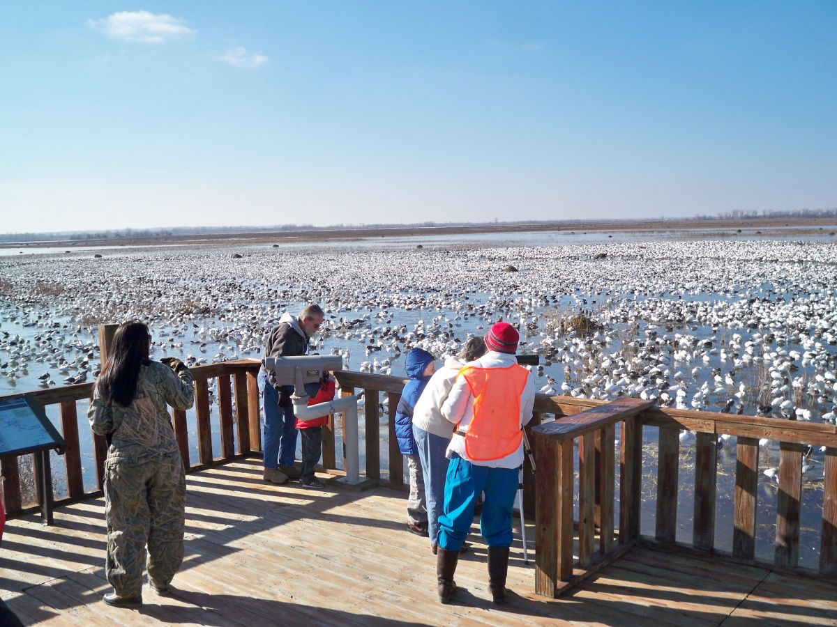 A small group of people stand outside on a wooden deck looking out at a wetland covered in thousands of white birds under a clear blue sky.