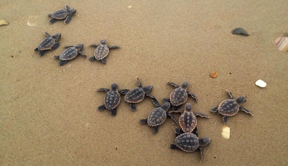Eleven baby turtles move through the sand towards the water.