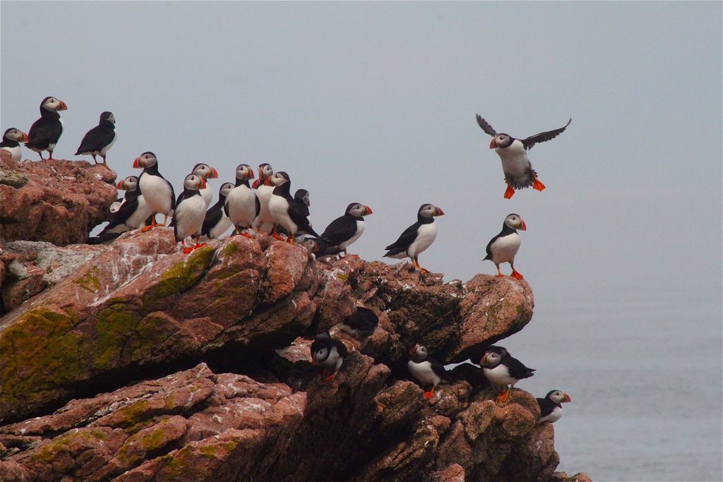 Lots of birds gather on red rocky edge