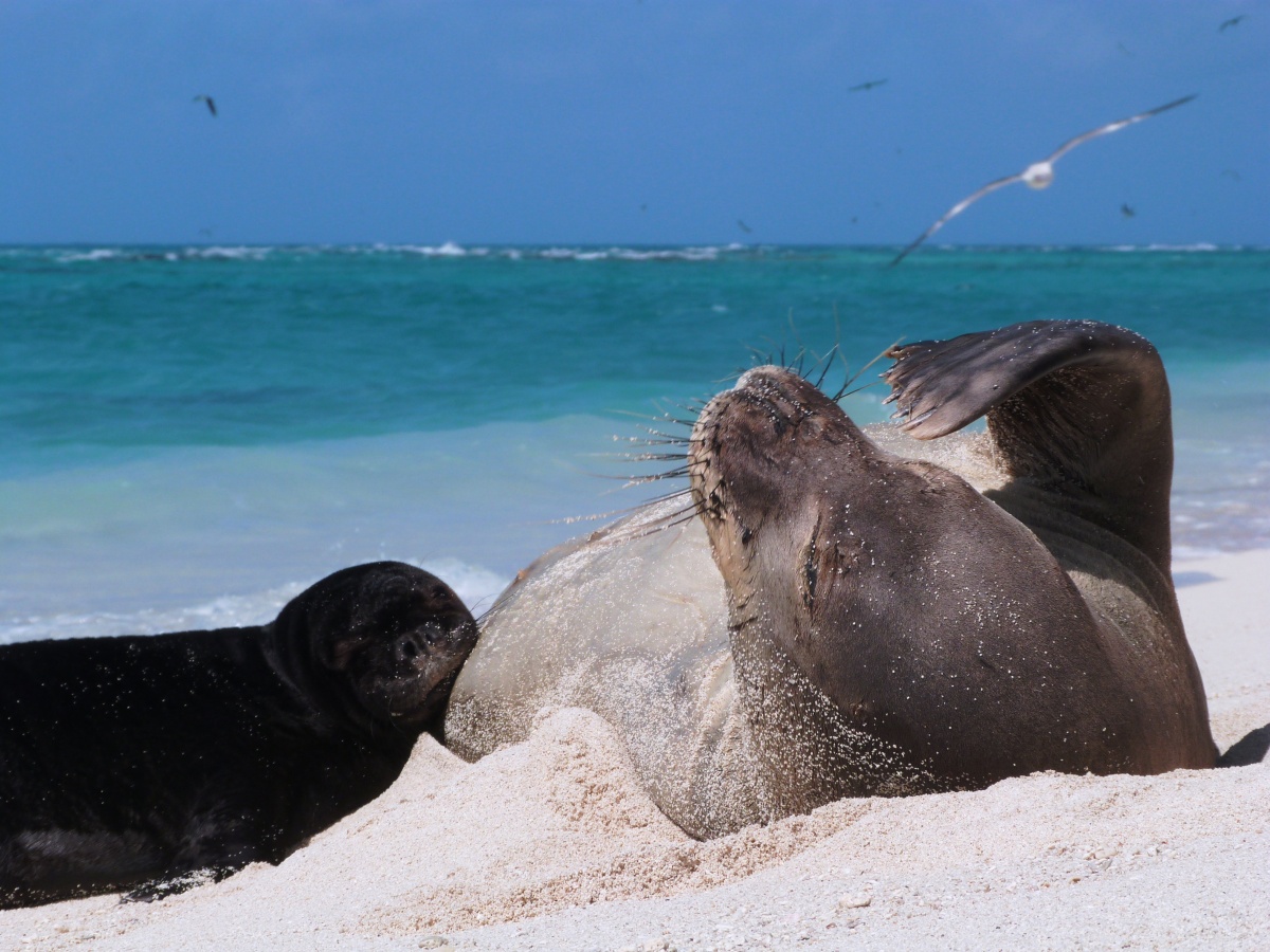 A dark black baby seal rests its head on the belly of its large grey mom. They are laying in the sand with beautiful blue water and sky behind them.