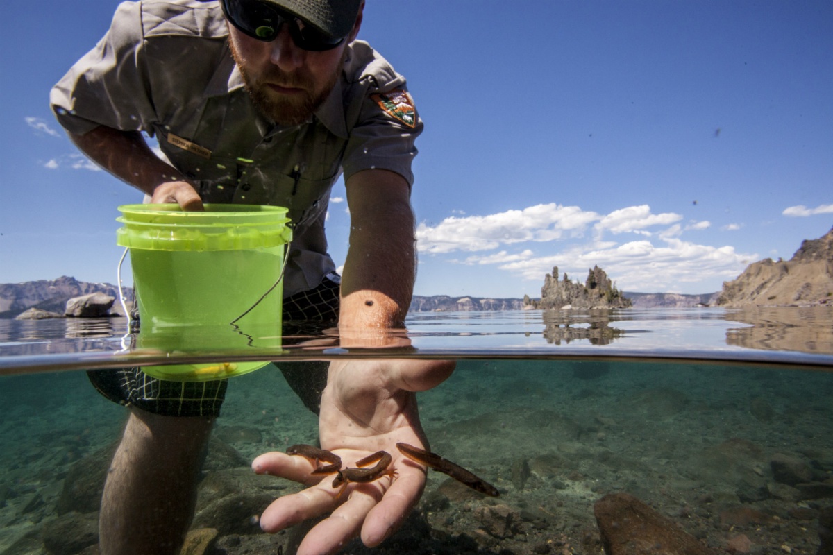 Ein weißer männlicher Parkranger steht in knietiefem Wasser und lässt mehrere kleine Molche aus einem Eimer in den See.