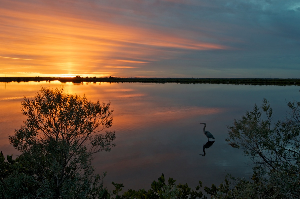 Orange sunset reflect off the water, shadows of a bird and trees sit in the forefront. 