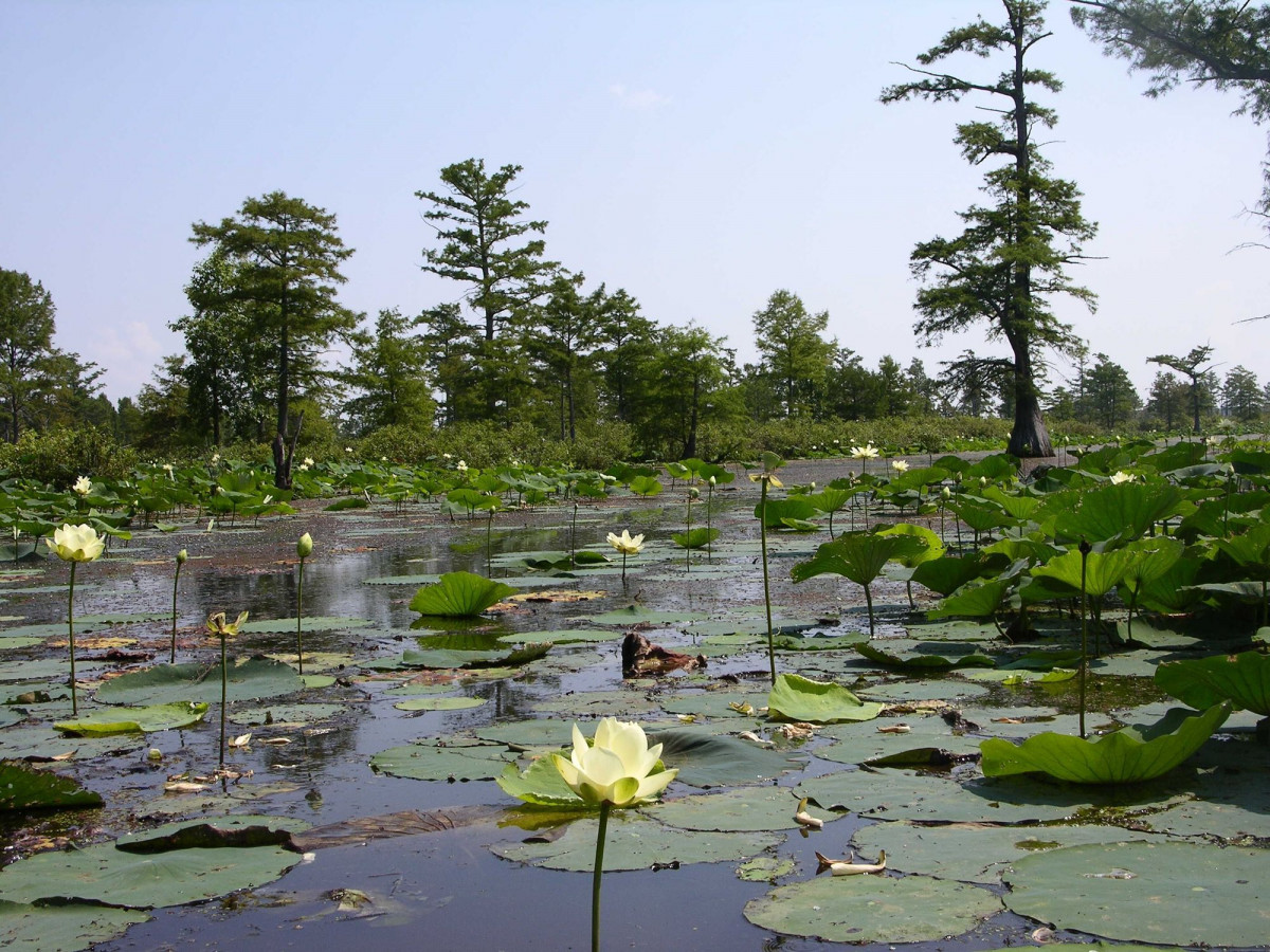 Lily pads and blossoms float on a shallow pond 