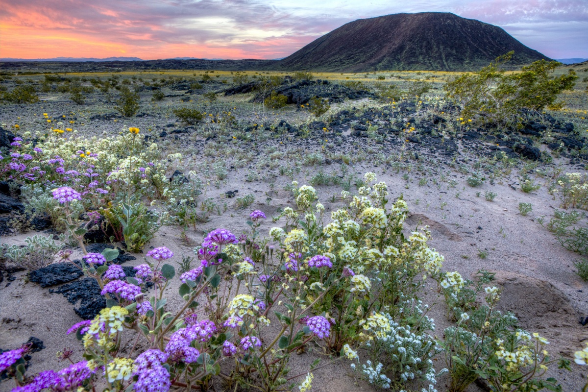 Beautiful pink and red sky illuminates large land formation and field covered in purple, yellow and blue flowers