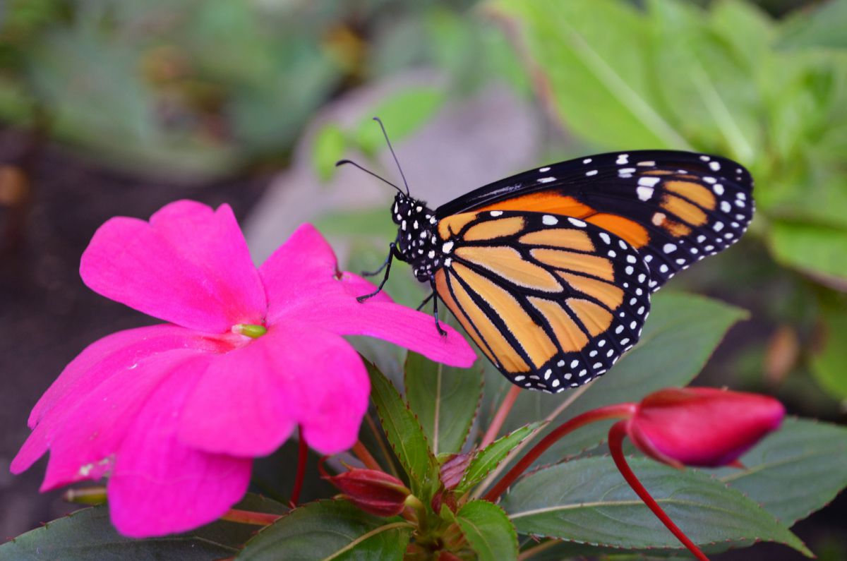 A monarch butterfly atop a pink flower dries its wings after hatching from chrysalis. Photo by U.S. Fish and Wildlife Service.  