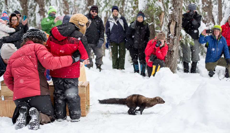 On a snowy, cold day a group of park visitors watch a ranger release a Pacific Fisher, a cat-sized weasel. The fisher darts out of the long wooden box that he was kept in and spectators smile with excitement. 