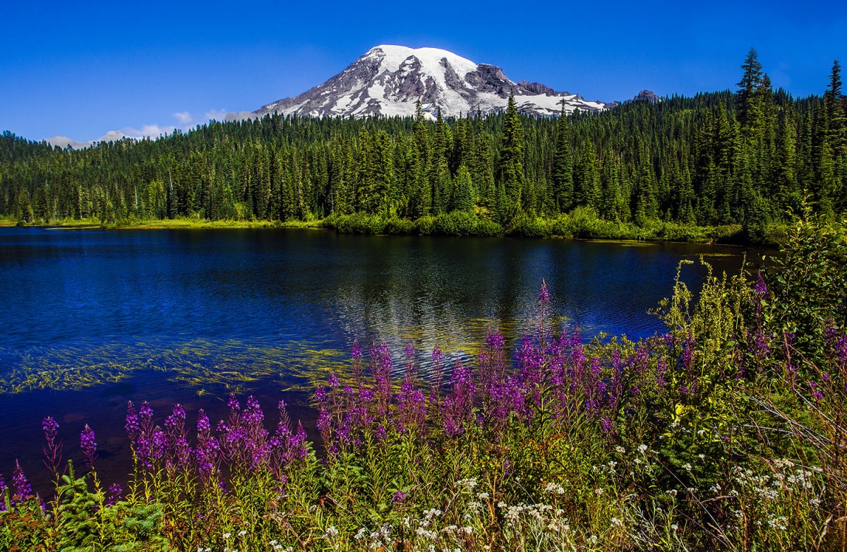 towering mountain, green trees, lake and purple flowers
