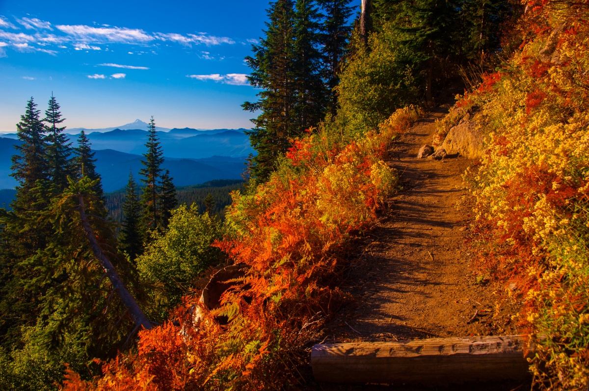 A trail on the side of Mt. St. Helens flanked on either side by red and yellow flowers. In the background we see the distant peak of another mountain. 