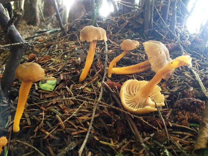 Small yellow mushrooms with long stems grow out of a dark brown wooded ground.