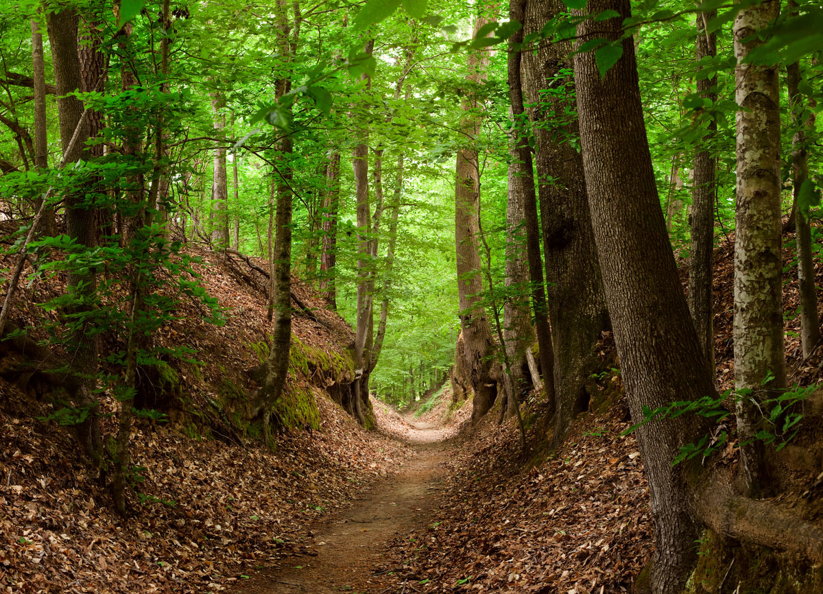 A dirt trail cuts through a lush green forest.